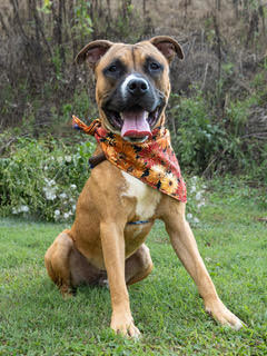 Meet Tucker the charming 2-year-old pup whos ready to find his forever home and fill it with joy a
