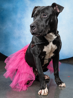 Ruff day I need a treat -Onyx Hello Im Onyx a three-year-old lady with a heart full of sweetn