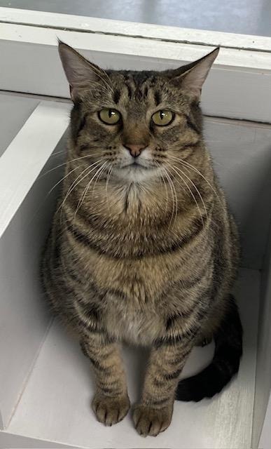 Annie, an adoptable Domestic Short Hair in Duncan, OK, 73533 | Photo Image 1