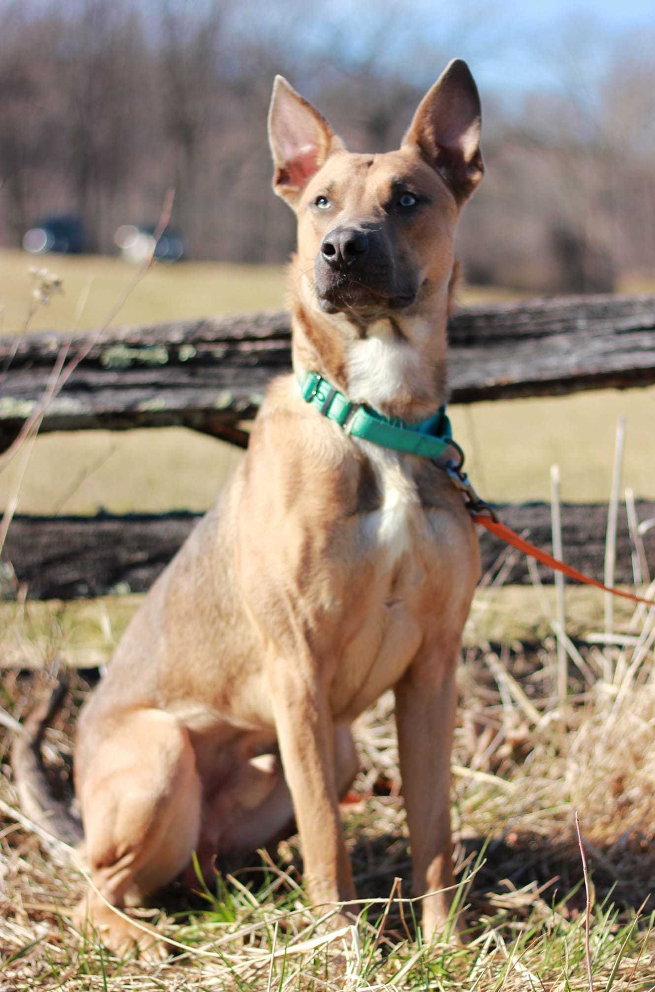 Apollo: Not at shelter (Jessica)