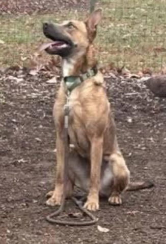 Apollo: Not at shelter (Jessica)