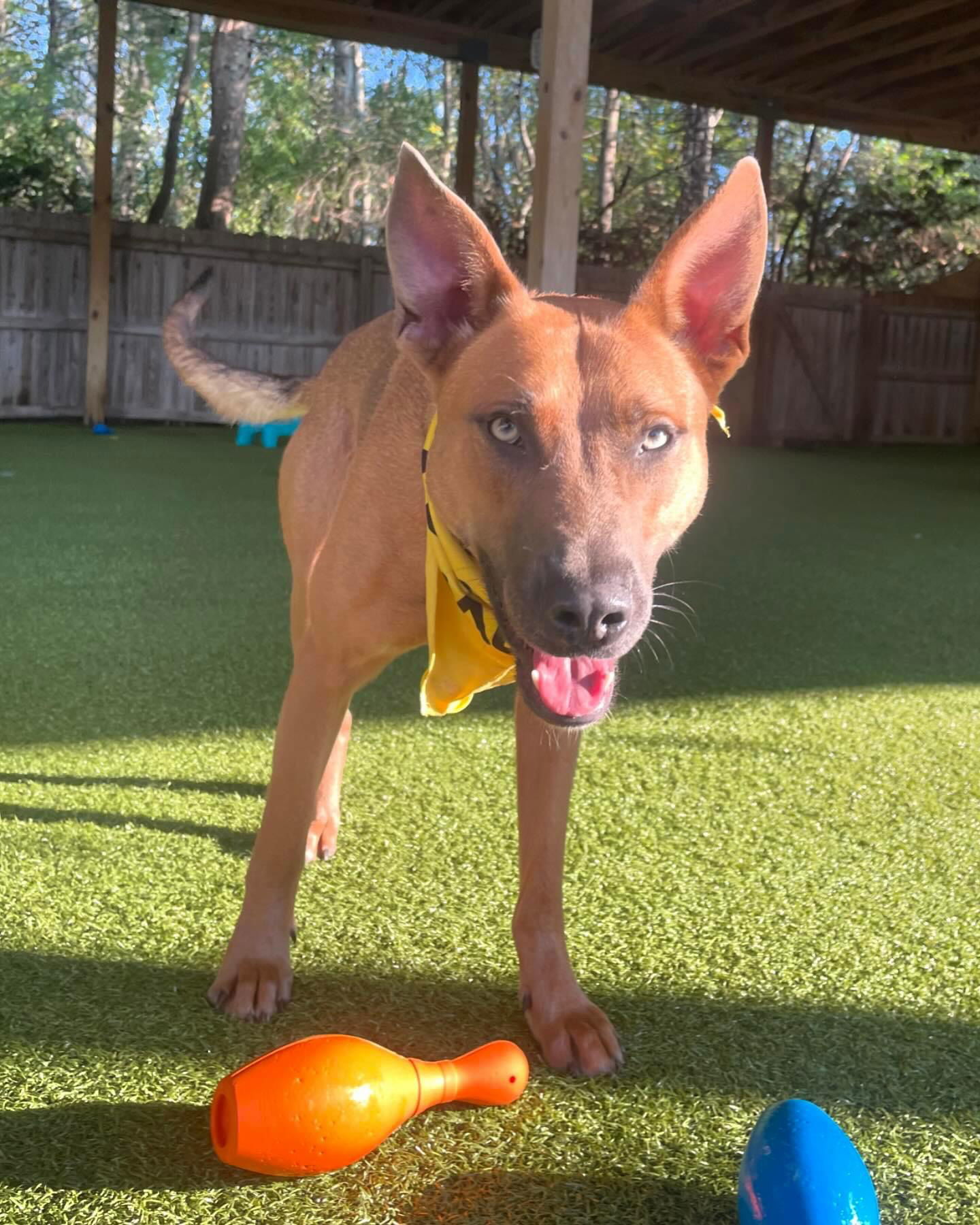 Apollo: Not at shelter (Jessica)