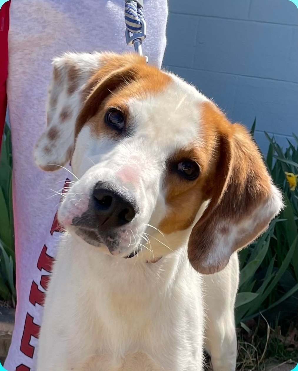 Lewis: Not At the shelter, an adoptable Setter, Hound in Rustburg, VA, 24588 | Photo Image 1