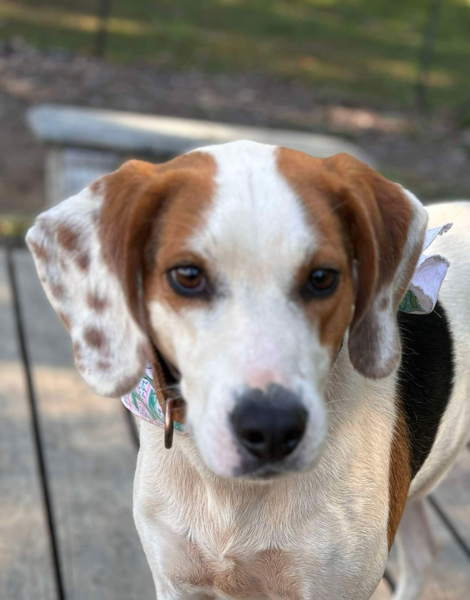 Lewis Dog: Not At the shelter (Pamela L), an adoptable Setter, Hound in Rustburg, VA, 24588 | Photo Image 1