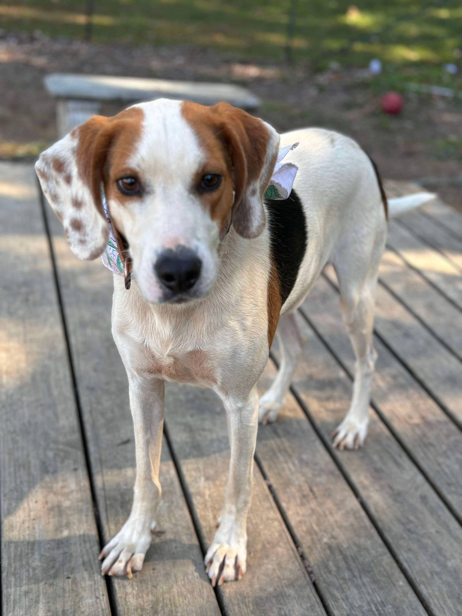 Lewis Dog: Not At the shelter (Pamela L), an adoptable Setter, Hound in Rustburg, VA, 24588 | Photo Image 2