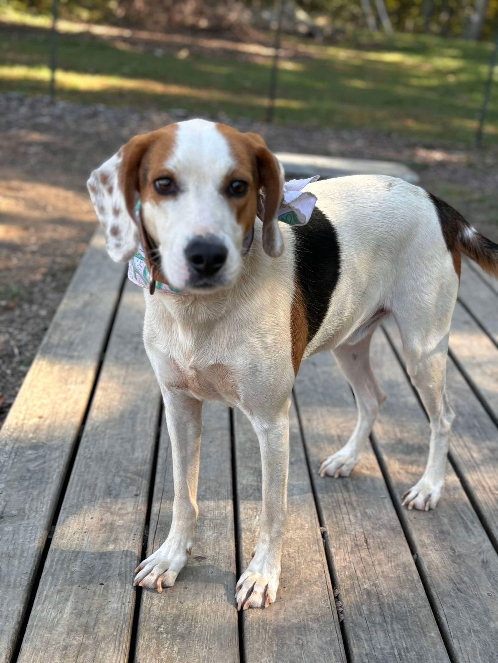 Lewis Dog: Not At the shelter (Pamela L), an adoptable Setter, Hound in Rustburg, VA, 24588 | Photo Image 3