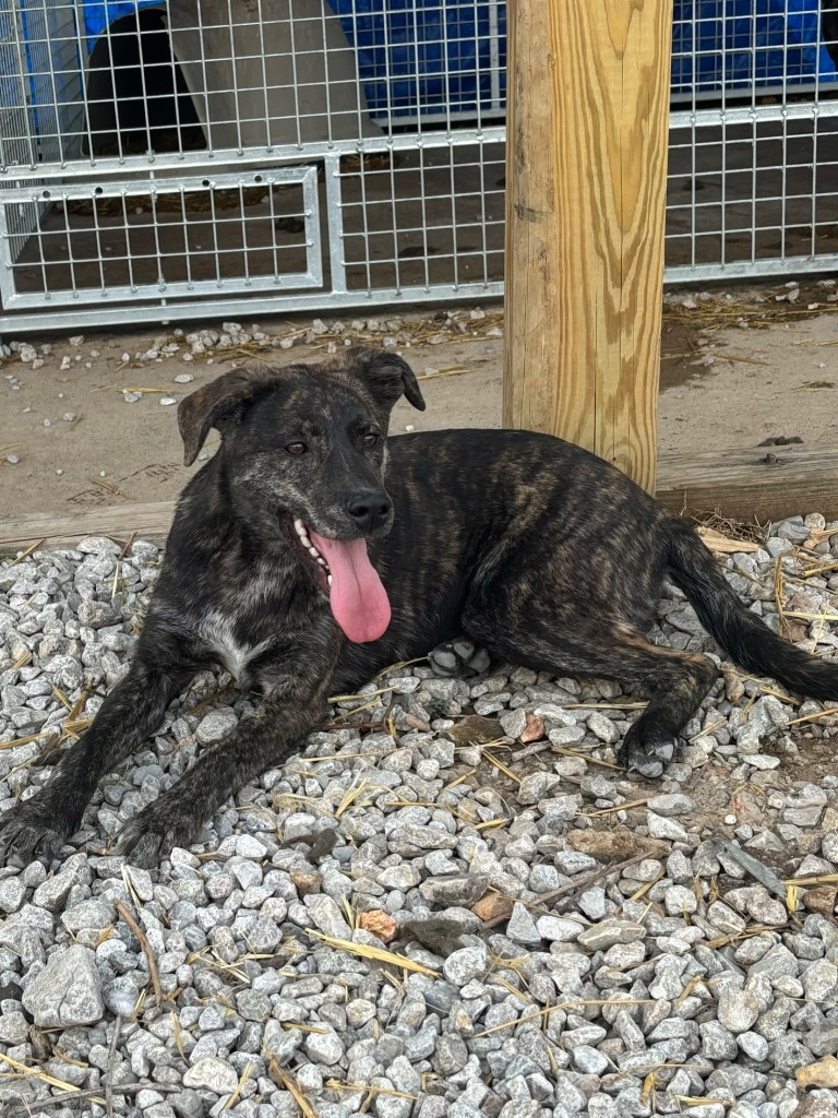 Zena, an adoptable Australian Cattle Dog / Blue Heeler in Batesville, AR, 72501 | Photo Image 1