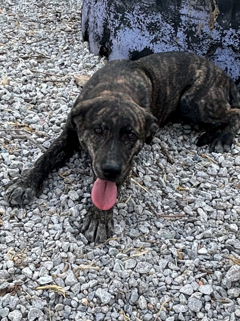 Zena, an adoptable Australian Cattle Dog / Blue Heeler in Batesville, AR, 72501 | Photo Image 2