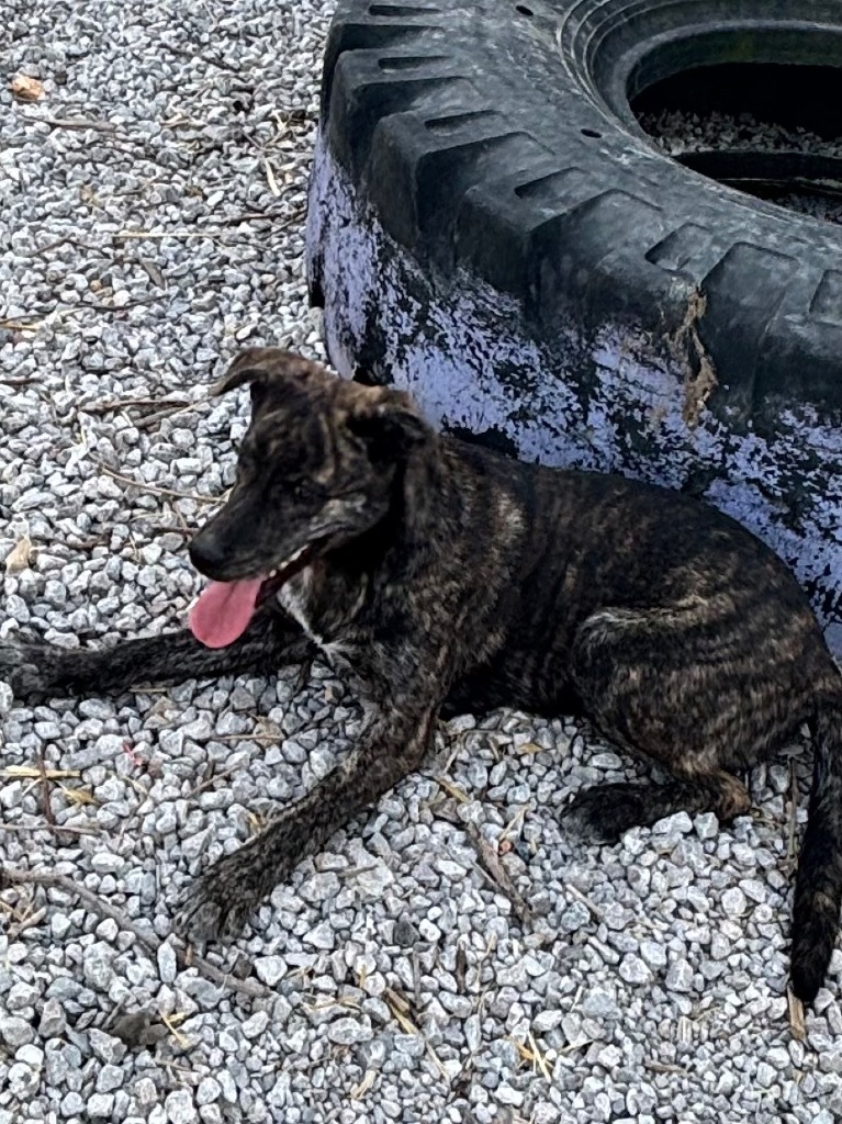 Zena, an adoptable Australian Cattle Dog / Blue Heeler in Batesville, AR, 72501 | Photo Image 3