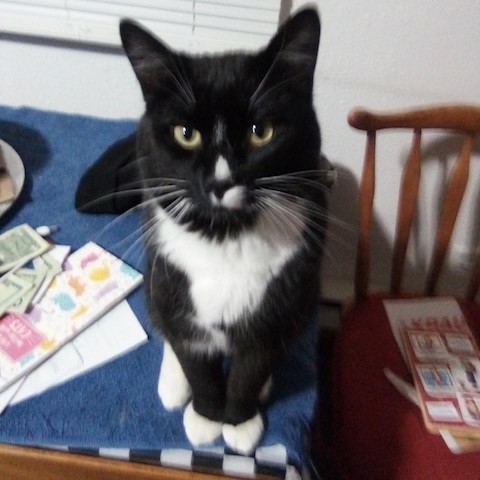 Tux, an adoptable Domestic Short Hair in Bismarck, ND, 58507 | Photo Image 1