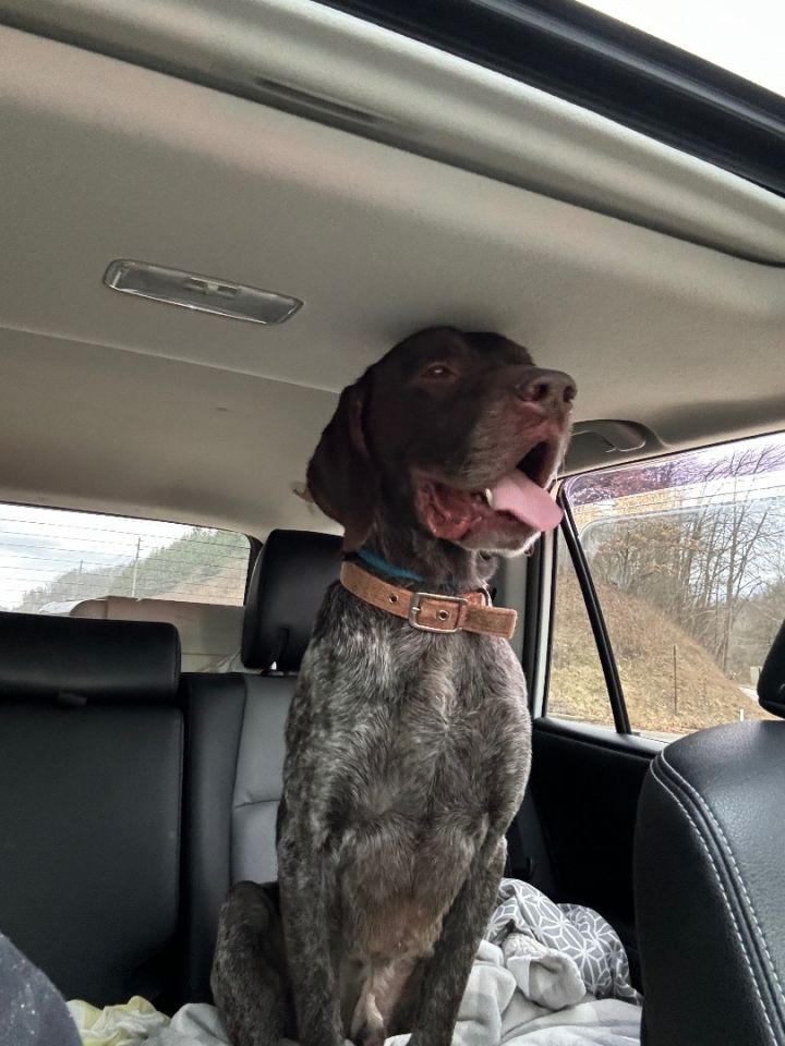 German shorthaired best sale pointer petfinder