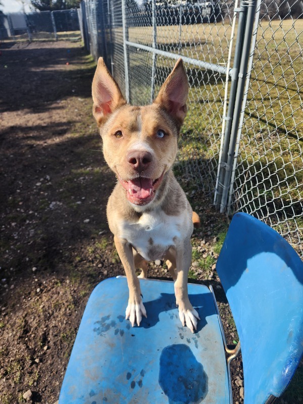 Blue nose best sale husky mix