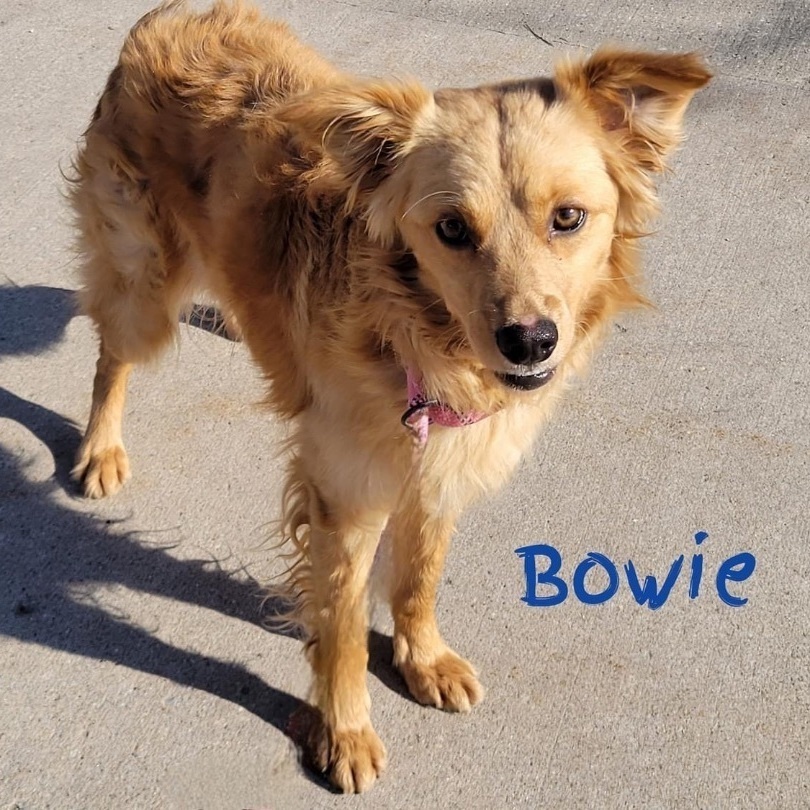 Bowie (IN FOSTER)