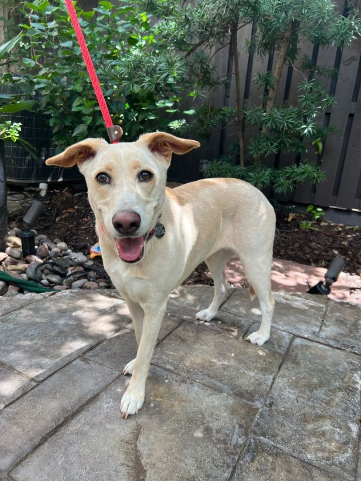 Labrador retriever sale whippet mix