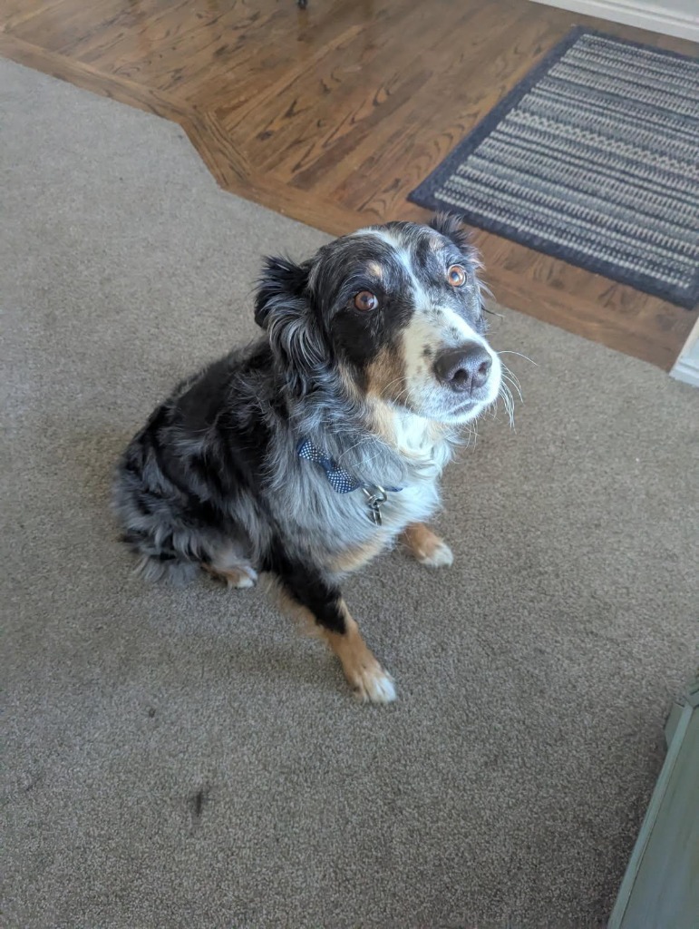 Scottie, an adoptable Australian Shepherd, Cattle Dog in Heber City, UT, 84032 | Photo Image 1