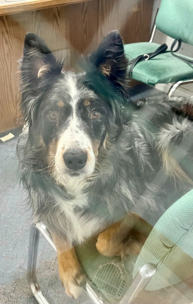 Scottie, an adoptable Australian Shepherd, Cattle Dog in Heber City, UT, 84032 | Photo Image 2