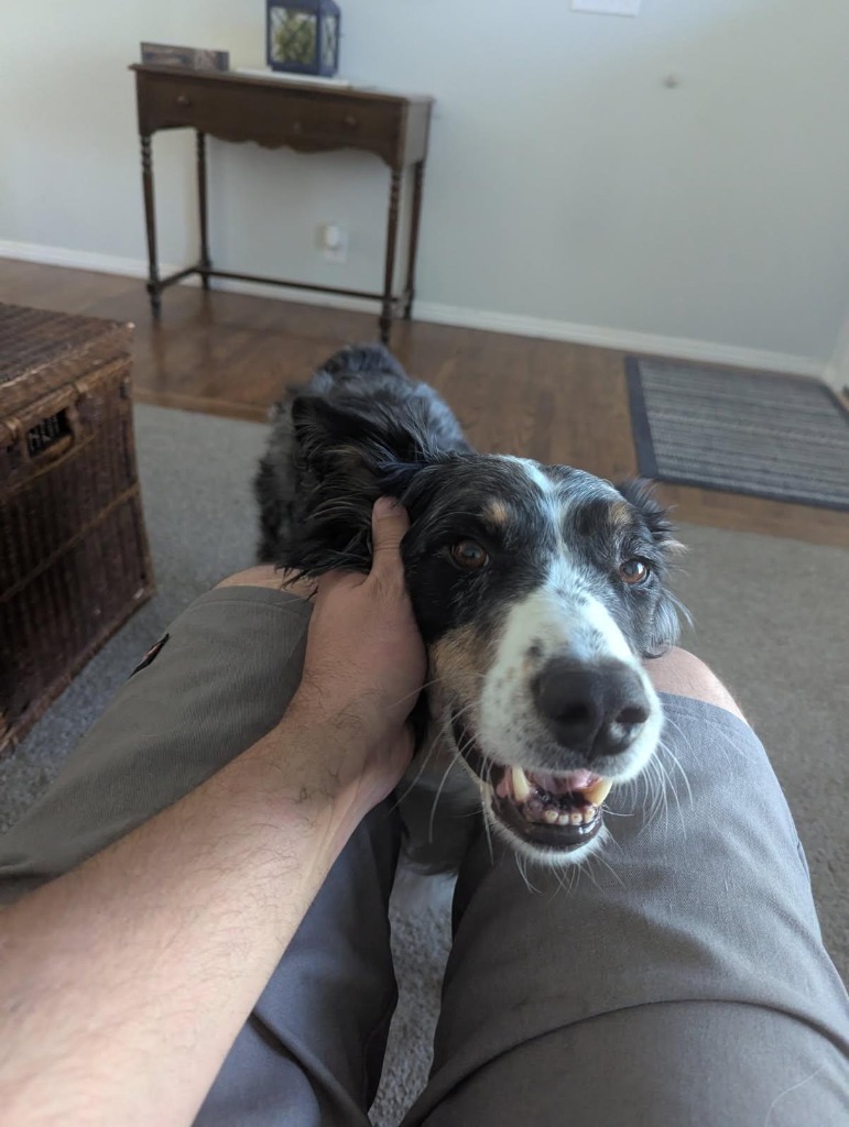 Scottie, an adoptable Australian Shepherd, Cattle Dog in Heber City, UT, 84032 | Photo Image 3
