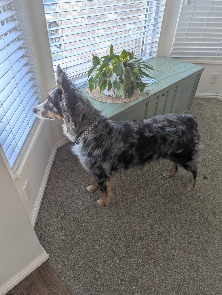 Scottie, an adoptable Australian Shepherd, Cattle Dog in Heber City, UT, 84032 | Photo Image 4