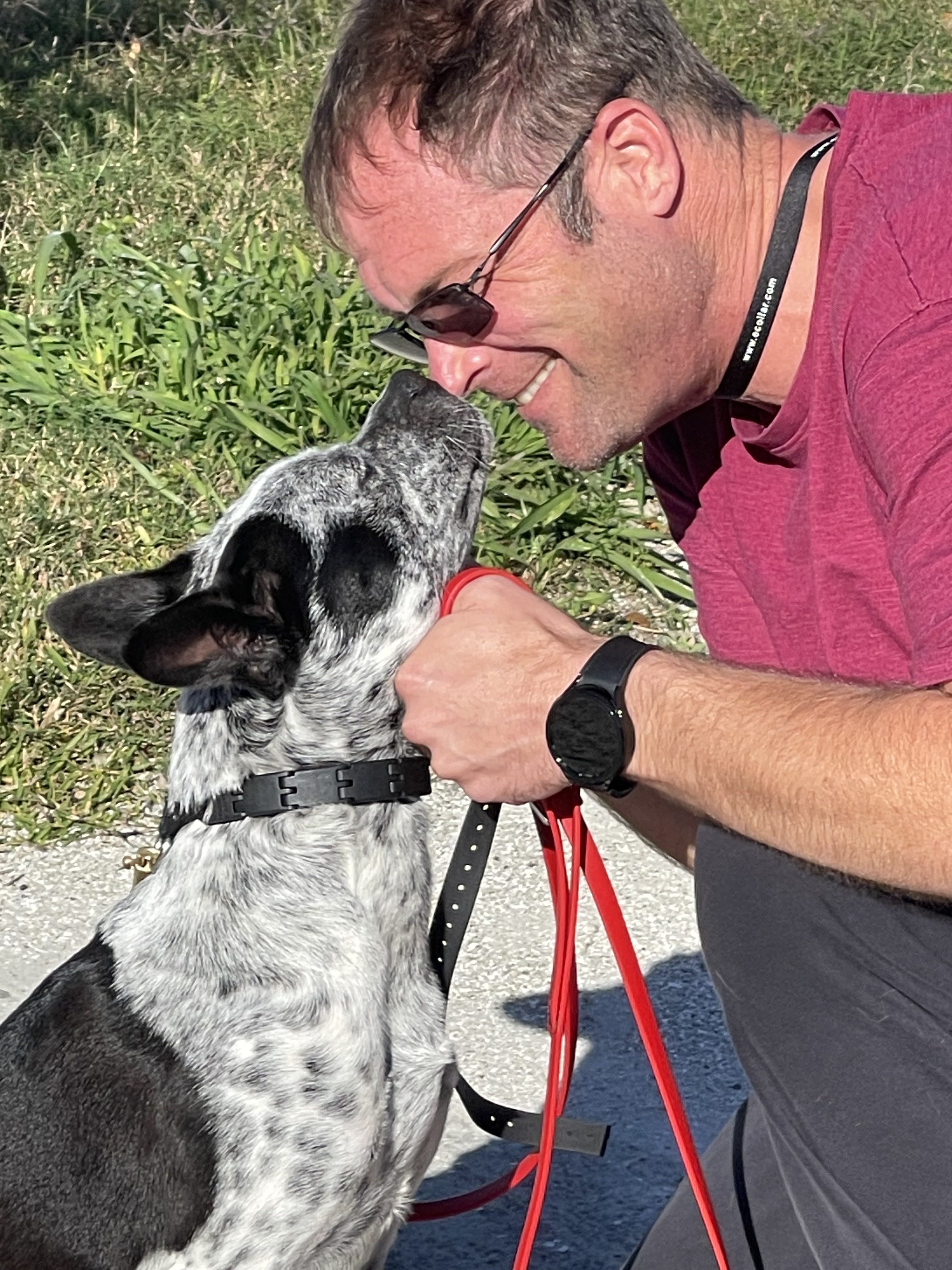 True 2024 blue heeler