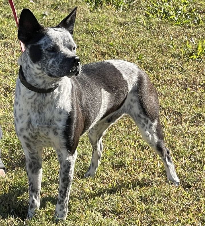 Australian cattle best sale dog pug mix