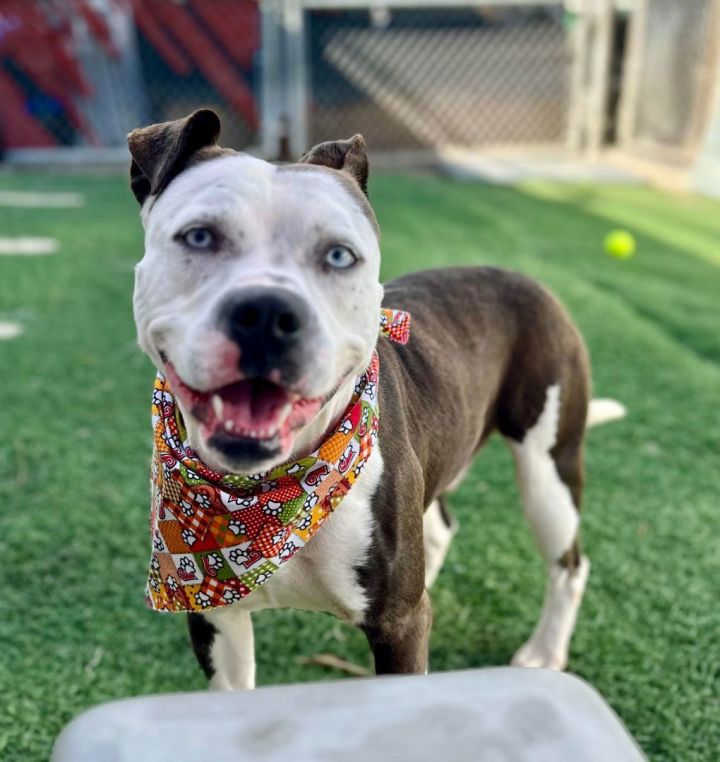 Dog for adoption Burton a Pit Bull Terrier Mix in Eagle ID