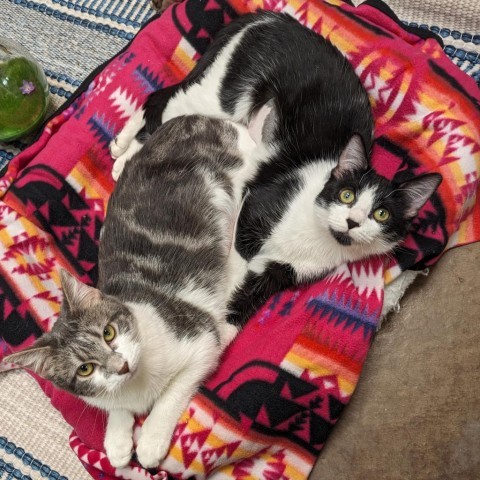 Pickles, Bonded w/ Patches -- Adorable and Playful!