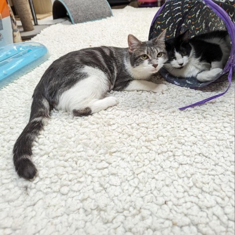 Pickles, Bonded w/ Patches -- Adorable and Playful!