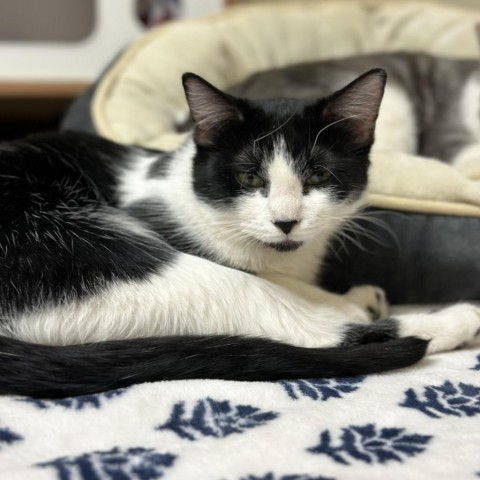 Patches, Bonded with Pickles - Velcro Kitty!