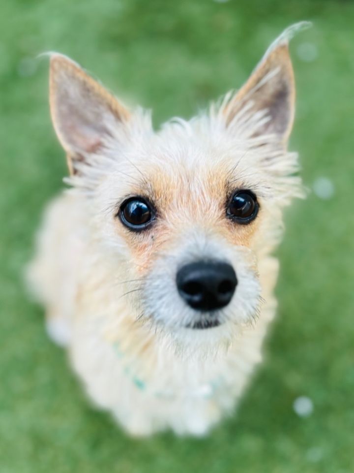 Cairn terrier best sale chihuahua mix puppy