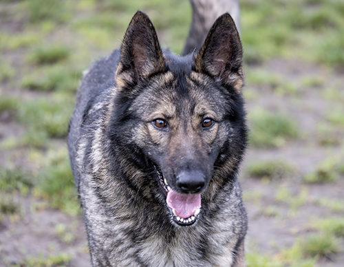 German shepherd outlet frisbee