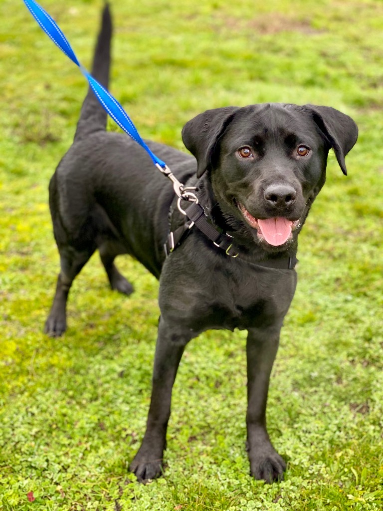 Bellatrix, an adoptable Labrador Retriever, Rottweiler in Grants Pass, OR, 97526 | Photo Image 3