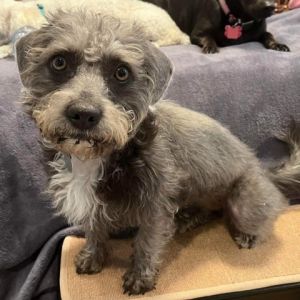 Introducing Rayine an 1-year-old Schnauzer weighing 15 pounds Shes super friendly Rayine wants t