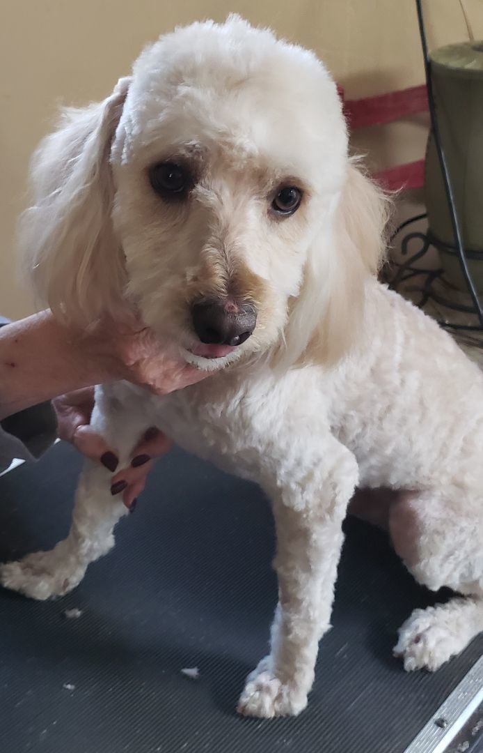 Bichon standard best sale poodle mix