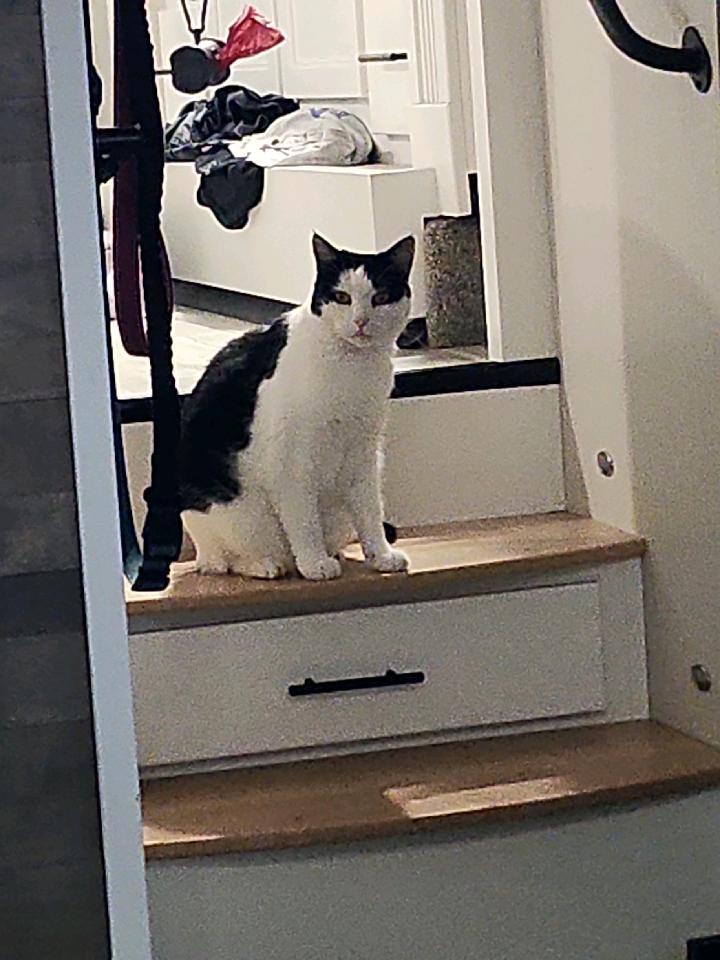 Daisy, an adoptable Domestic Short Hair in Morgan Hill, CA, 95038 | Photo Image 1