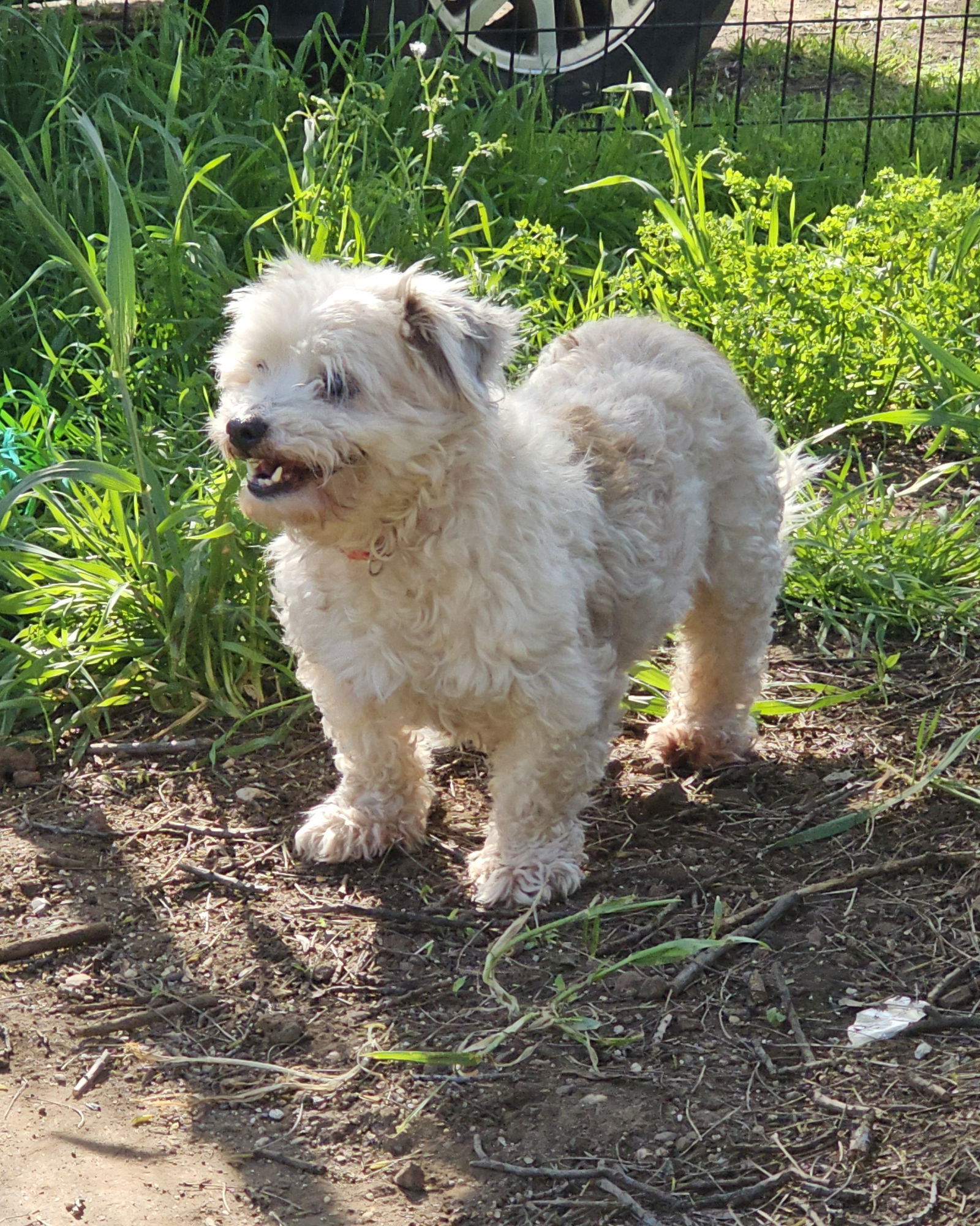 SANDERS, an adoptable Poodle, Maltese in Chico, CA, 95973 | Photo Image 1