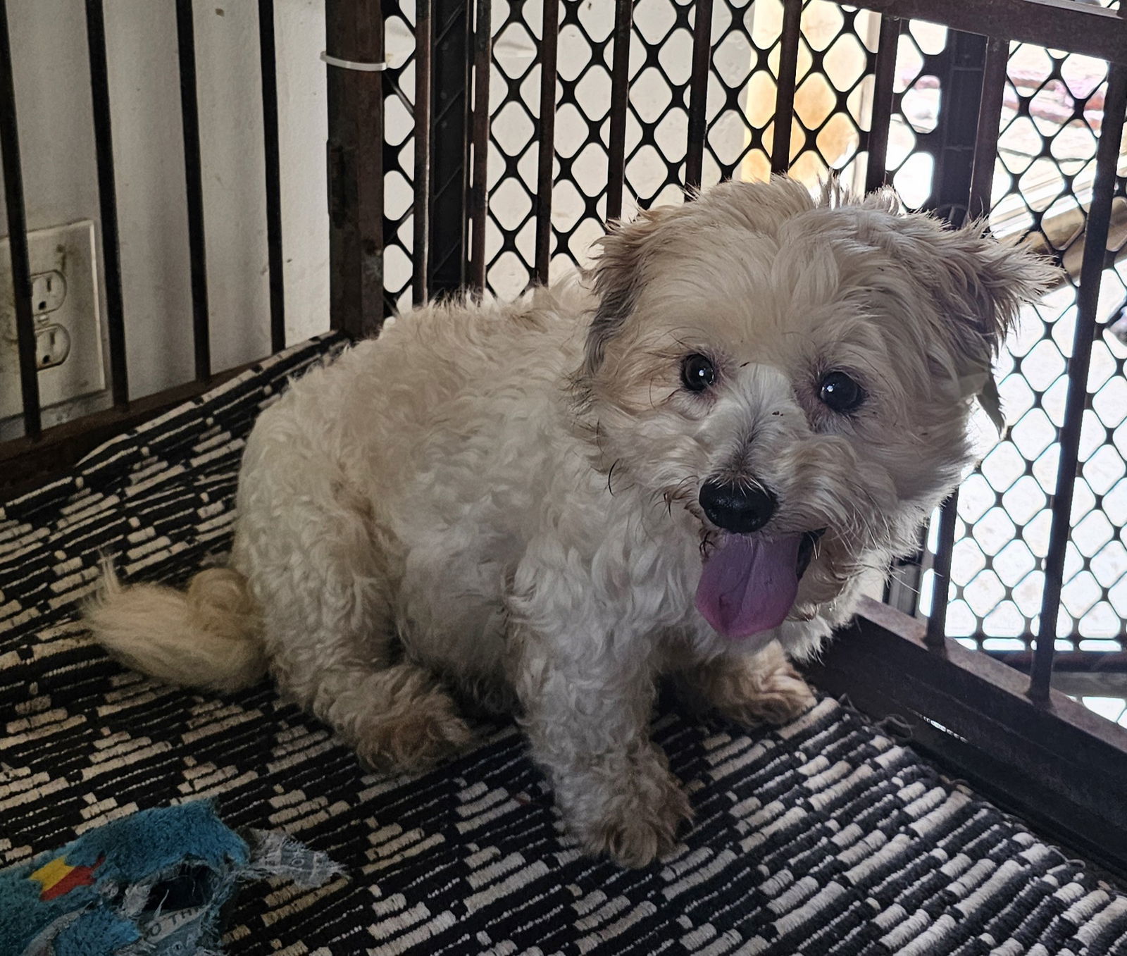 SANDERS, an adoptable Poodle, Maltese in Chico, CA, 95973 | Photo Image 2