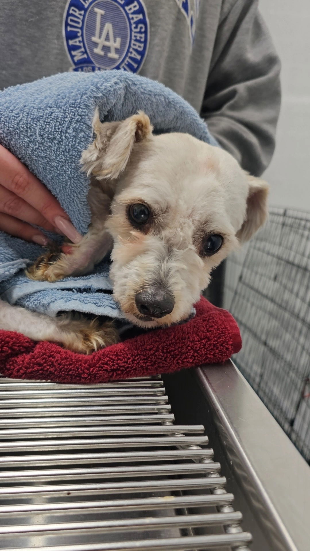 SANDERS, an adoptable Poodle, Maltese in Chico, CA, 95973 | Photo Image 3