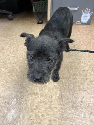 Tibetan terrier hot sale schnauzer mix