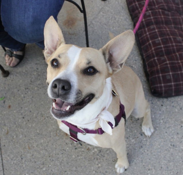 Lark, an adoptable Pit Bull Terrier in Fargo, ND, 58103 | Photo Image 1