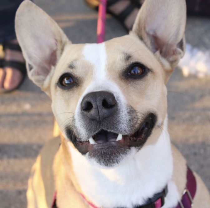 Lark, an adoptable Pit Bull Terrier in Fargo, ND, 58103 | Photo Image 2