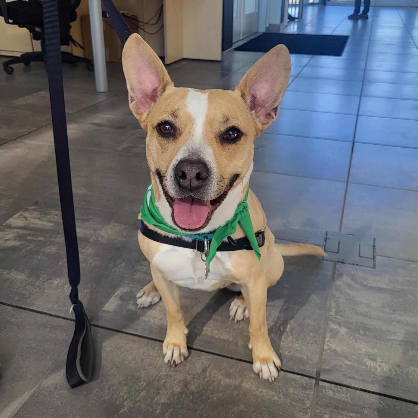 Lark, an adoptable Pit Bull Terrier in Fargo, ND, 58103 | Photo Image 3