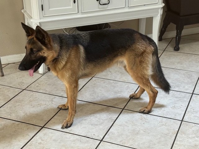 Dog for adoption - Odin, a German Shepherd Dog in Palm Harbor, FL ...