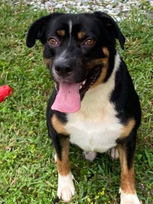 Luke (FL), Adult Male Mixed Breed