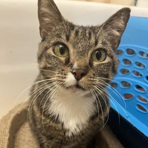 Meet Leara a pretty 1 12-year-old brown and white tabby female cat with a sweet disposition Initi