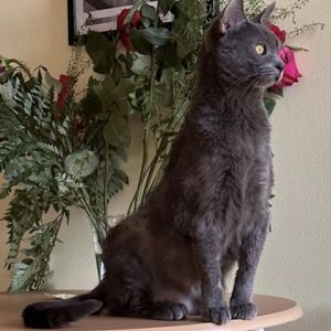 Meet Stormie a striking 1 12-year-old male cat with a sleek and stylish grey coat that adds to his