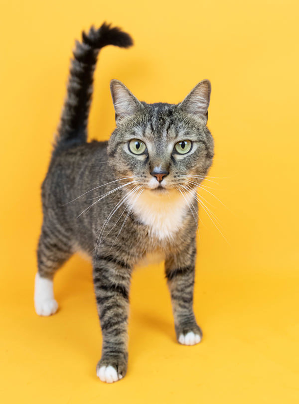 Shaun Paw, an adoptable Domestic Short Hair in Fresno, CA, 93726 | Photo Image 1