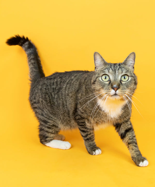 Shaun Paw, an adoptable Domestic Short Hair in Fresno, CA, 93726 | Photo Image 2