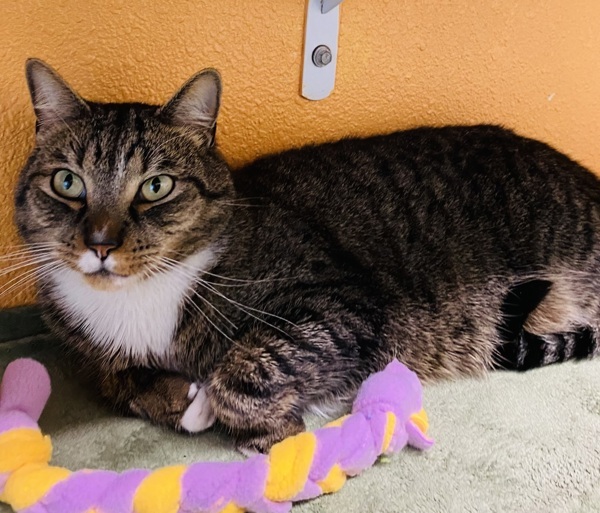 Shaun Paw, an adoptable Domestic Short Hair in Fresno, CA, 93726 | Photo Image 3