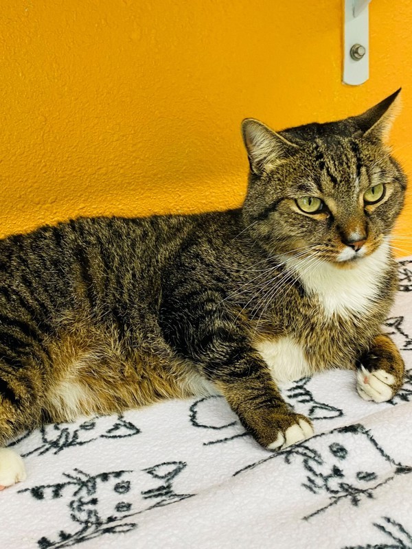 Shaun Paw, an adoptable Domestic Short Hair in Fresno, CA, 93726 | Photo Image 4