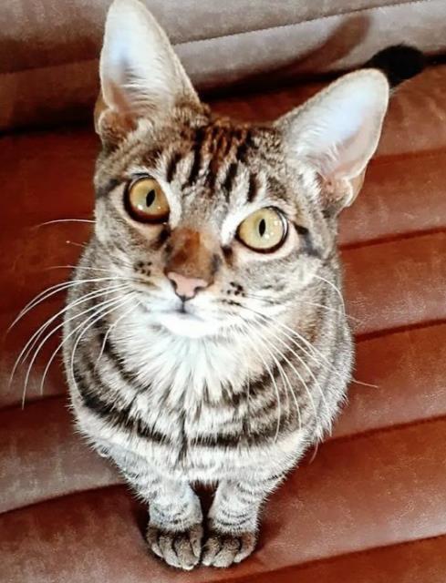 Wiggles, an adoptable Domestic Short Hair in Pagosa Springs, CO, 81147 | Photo Image 1